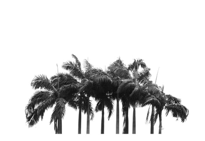 Black & White Palm Cluster Framed Art