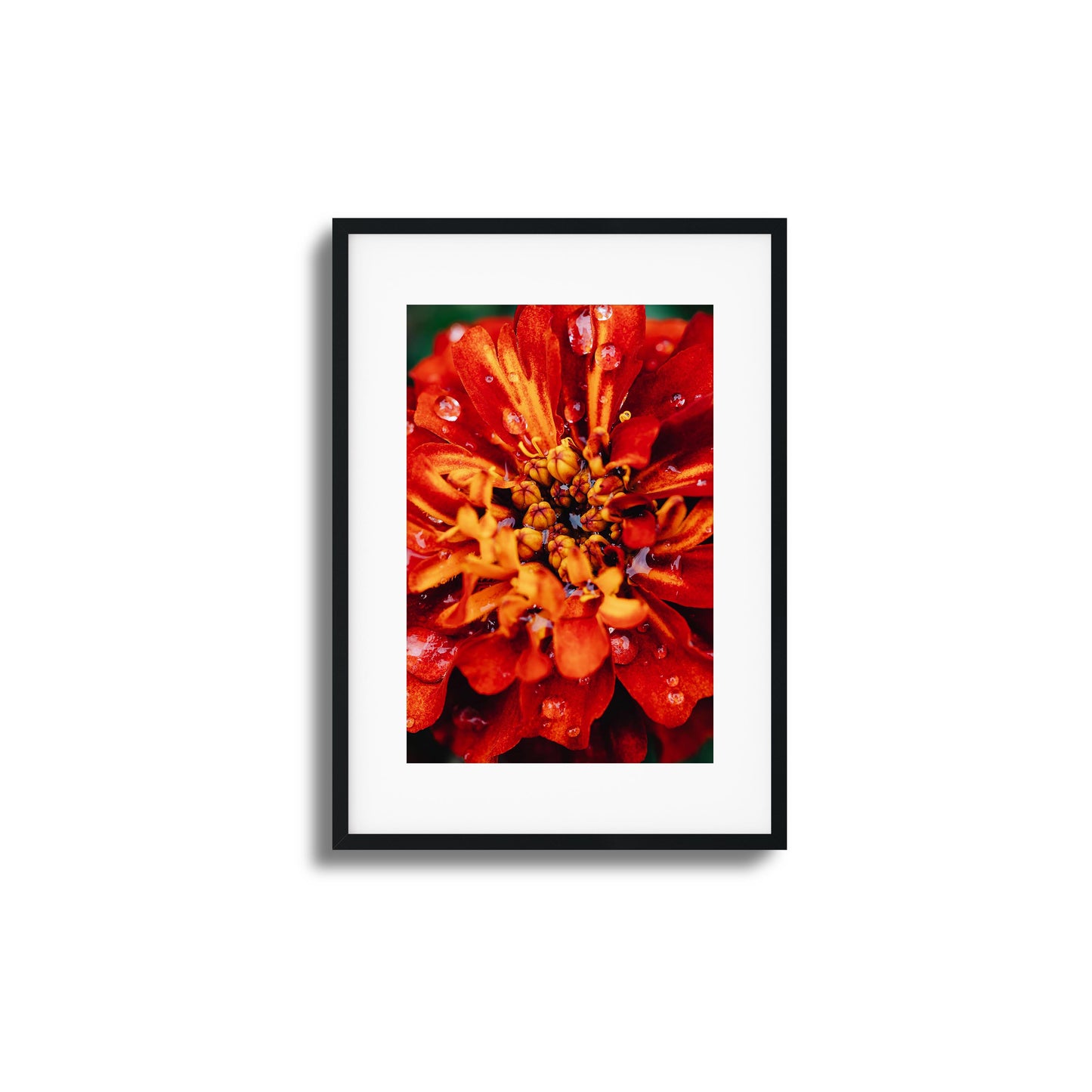 Close-up of a red and orange flower with raindrops