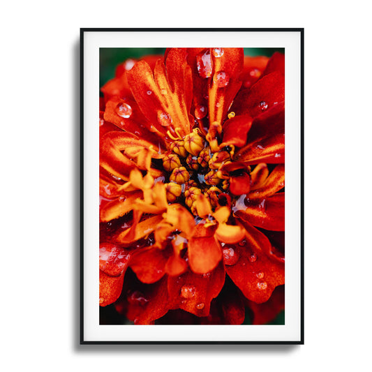 Close-up of a red and orange flower with raindrops