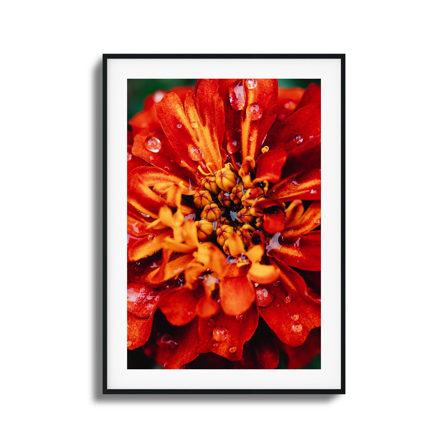 Close-up of a red and orange flower with raindrops