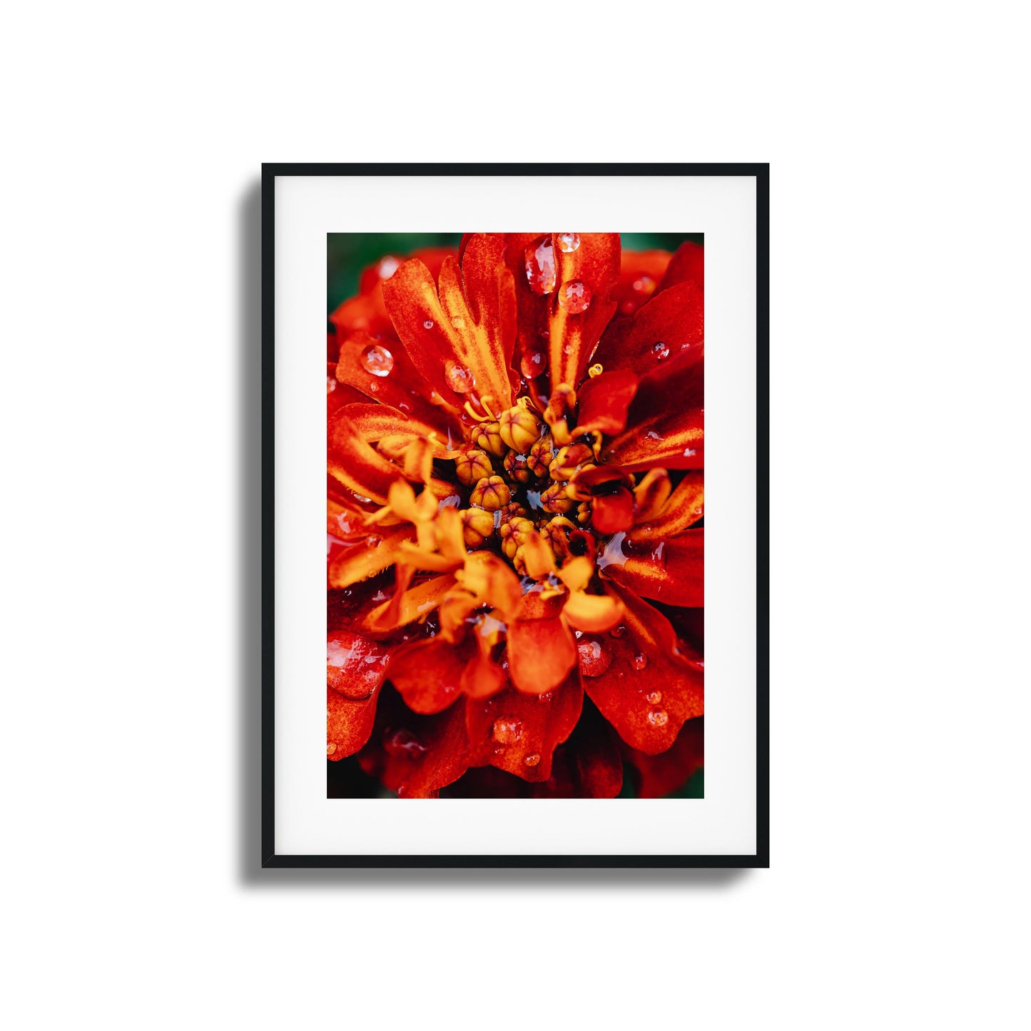 Close-up of a red and orange flower with raindrops