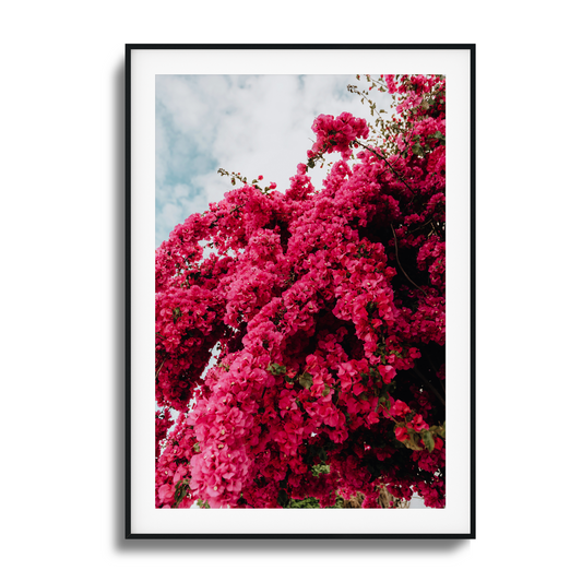 Cascading pink bougainvillea flowers