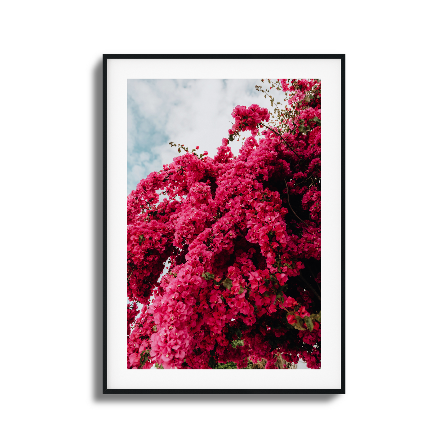 Cascading pink bougainvillea flowers