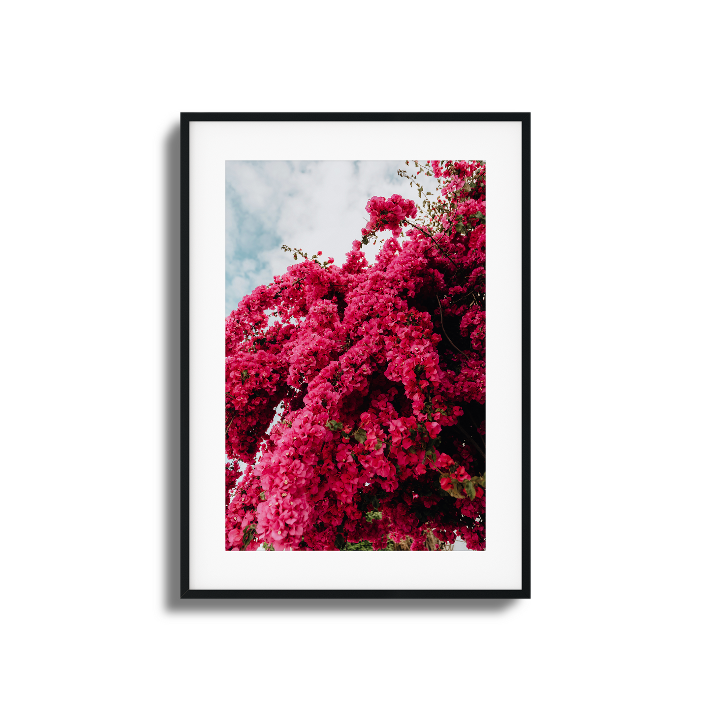 Cascading pink bougainvillea flowers