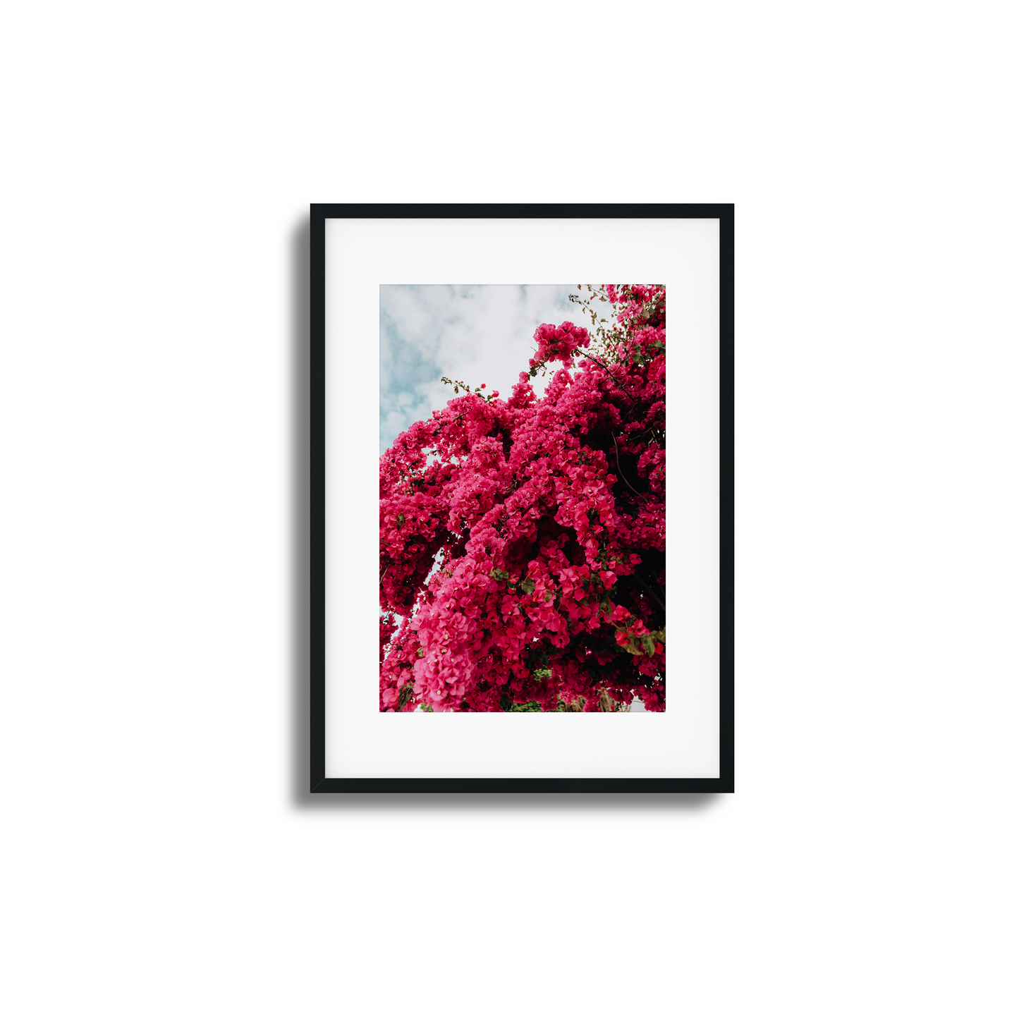 Cascading pink bougainvillea flowers