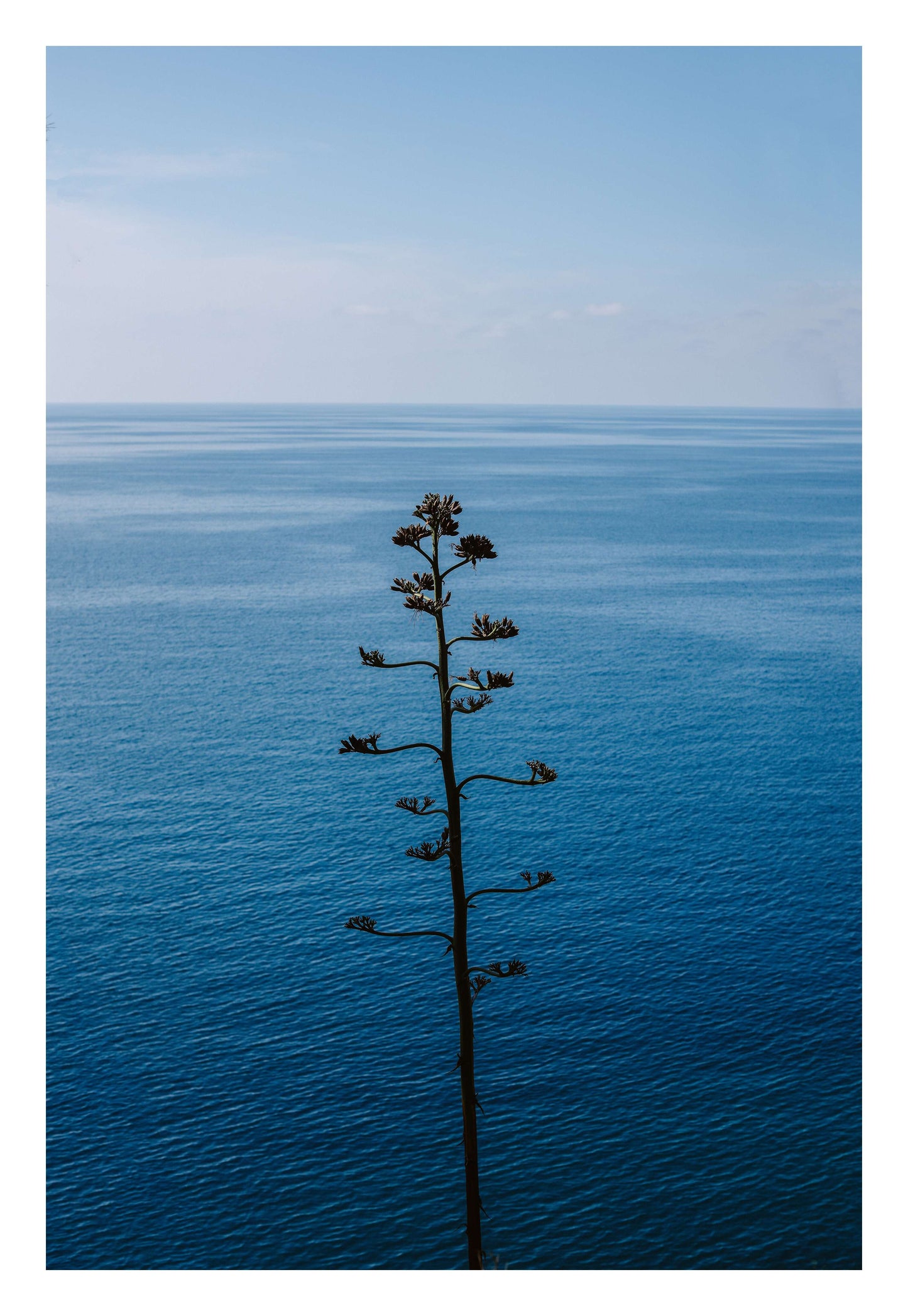 Bold Bloom Against Blue Framed Art