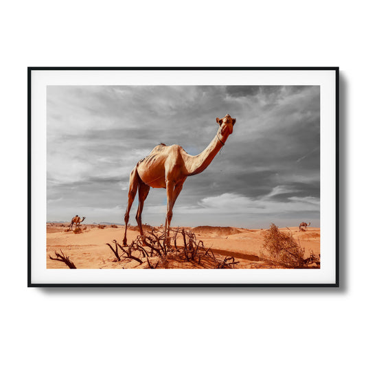 Camel in a desert with dramatic skies