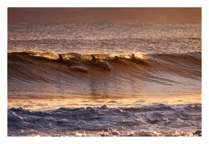 Dolphins at Dusk Framed Art