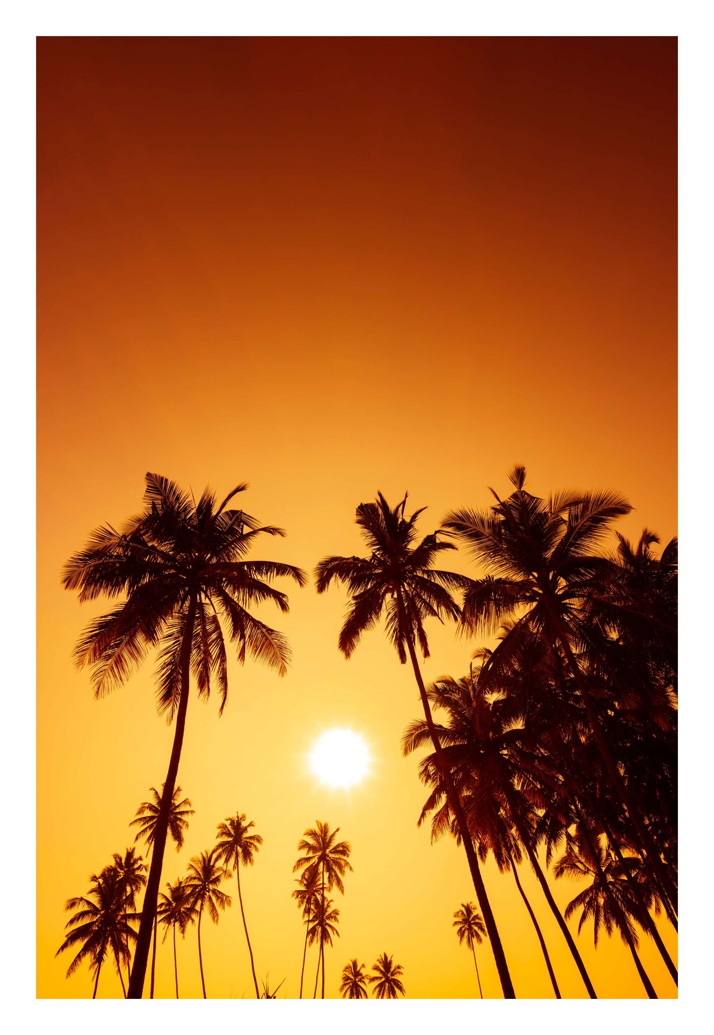 Evening Palms Framed Art