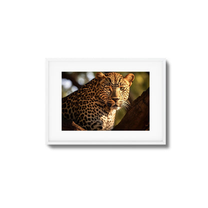 Eyes of the Wild Framed Art