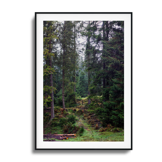 Beaten forest pathway surrounded by tall trees