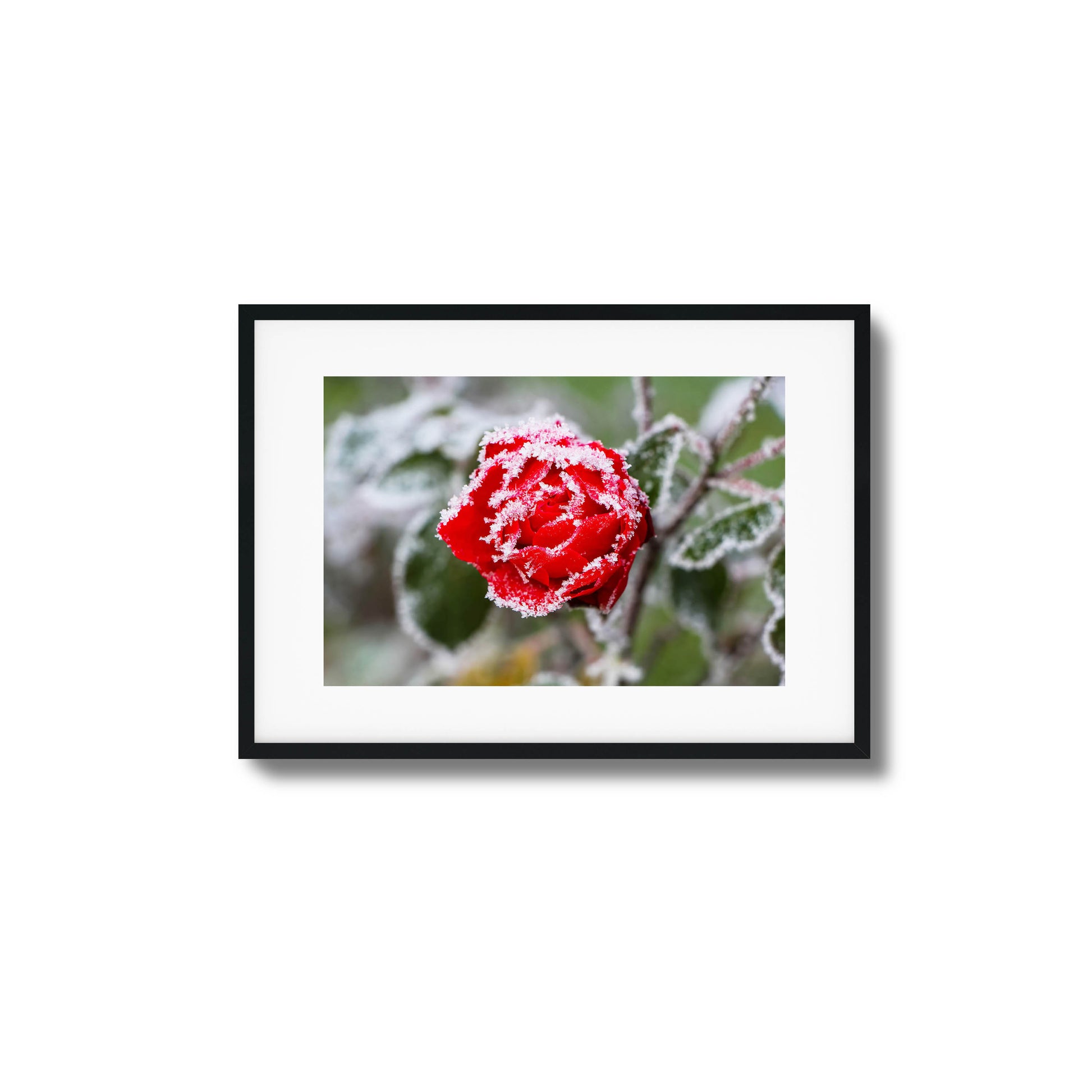 Close-up of a frosted red rose with delicate ice crystals, perfect as framed wall art.