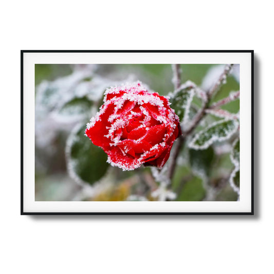 Close-up of a frosted red rose with delicate ice crystals, perfect as framed wall art.