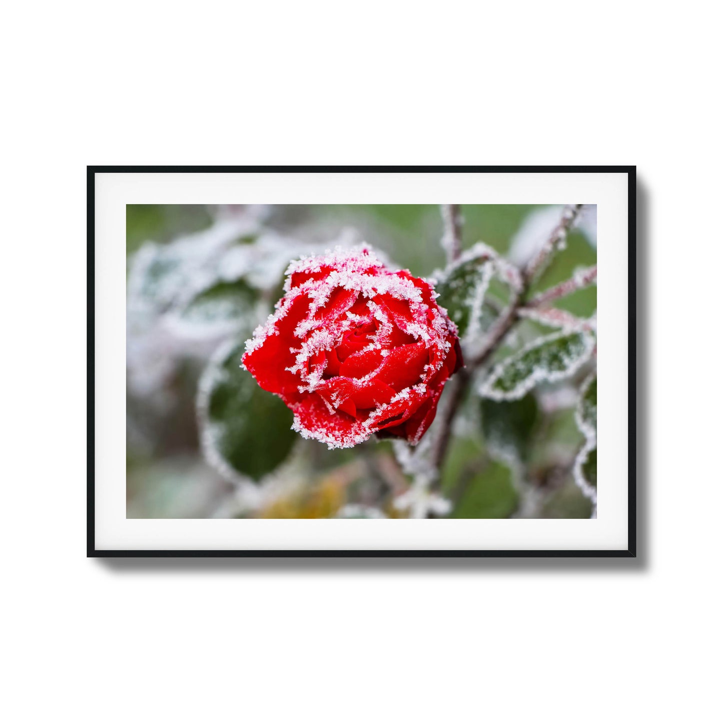 Close-up of a frosted red rose with delicate ice crystals, perfect as framed wall art.