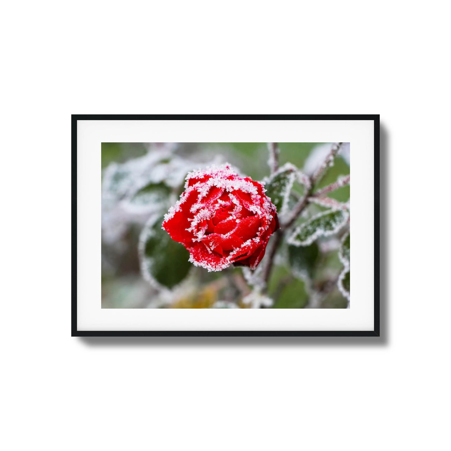 Close-up of a frosted red rose with delicate ice crystals, perfect as framed wall art.