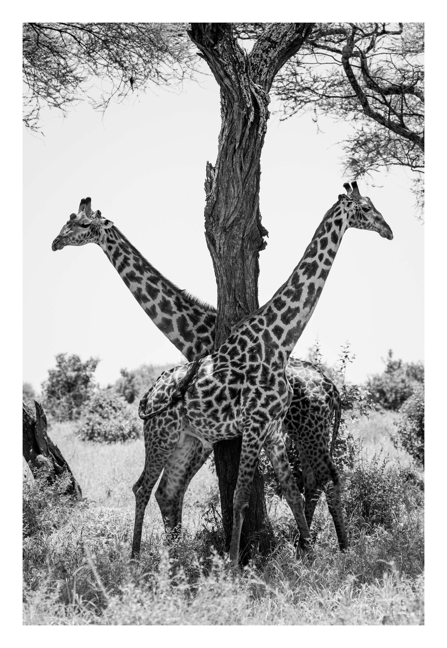 Giraffe Balance Framed Art