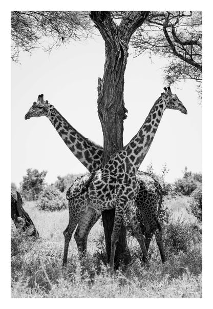 Giraffe Balance Framed Art