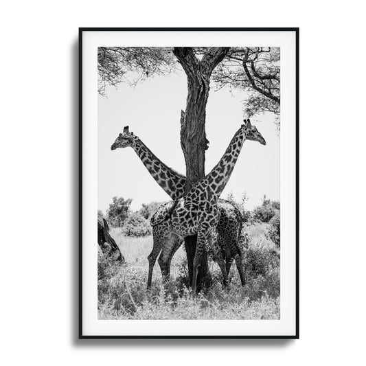 Giraffe Balance Framed Art