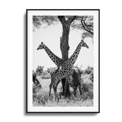 Giraffe Balance Framed Art - Assure Spark