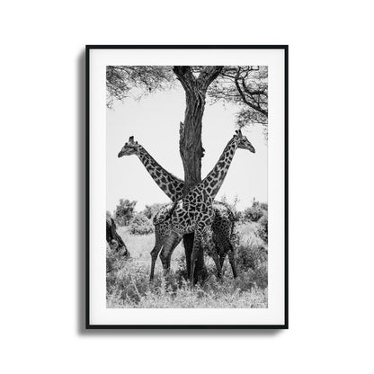 Giraffe Balance Framed Art