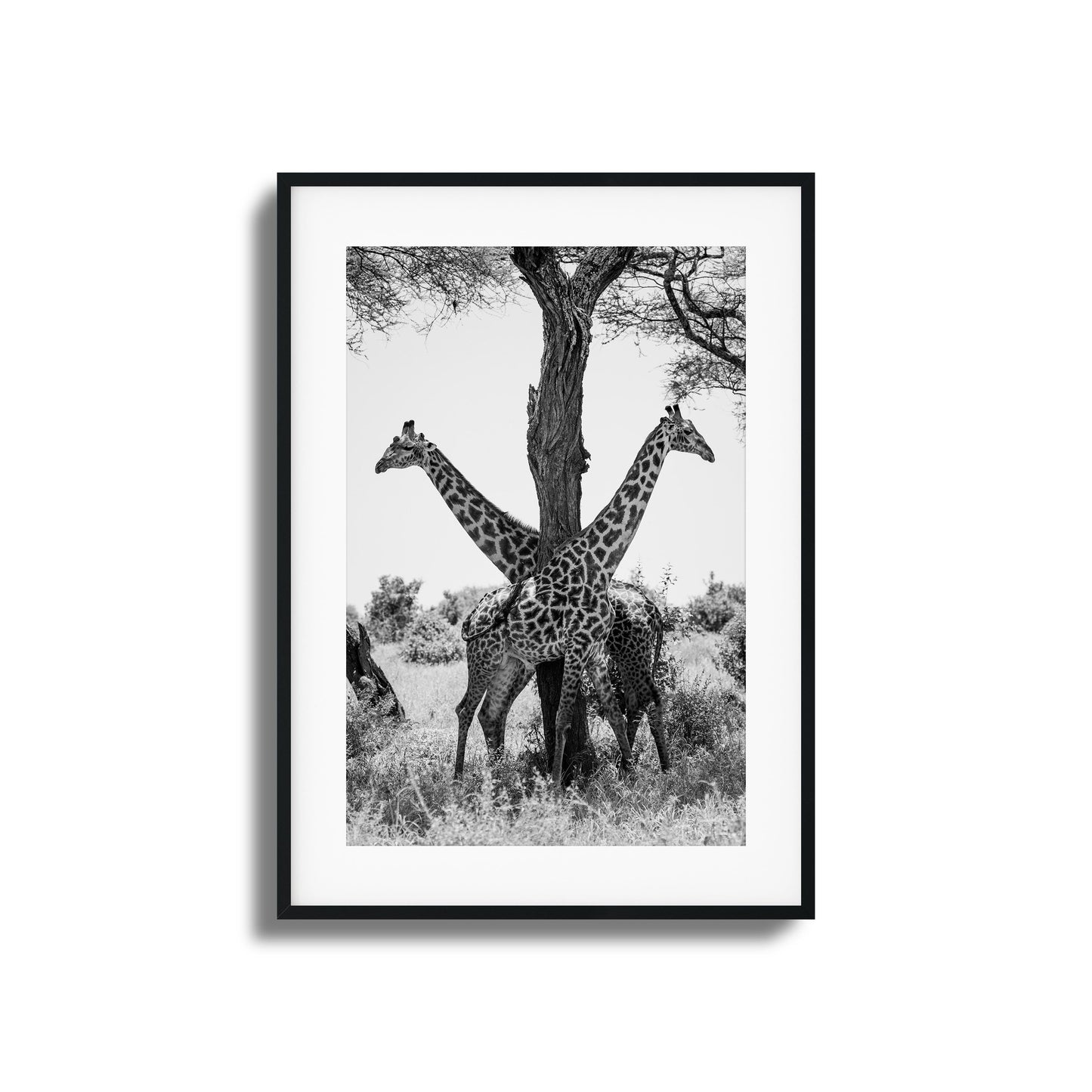 Giraffe Balance Framed Art