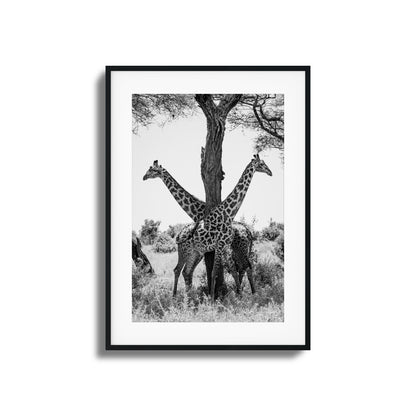 Giraffe Balance Framed Art