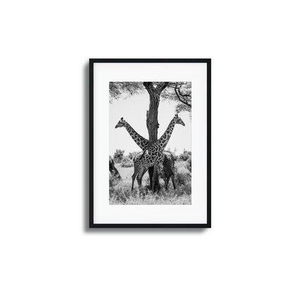 Giraffe Balance Framed Art