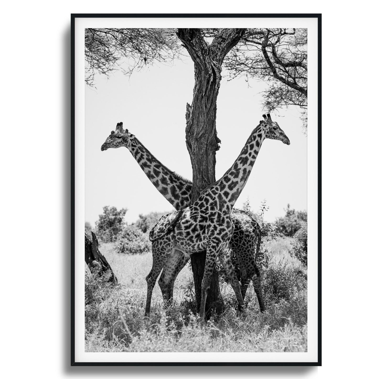 Giraffe Balance Framed Art