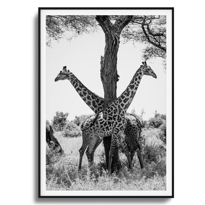 Giraffe Balance Framed Art
