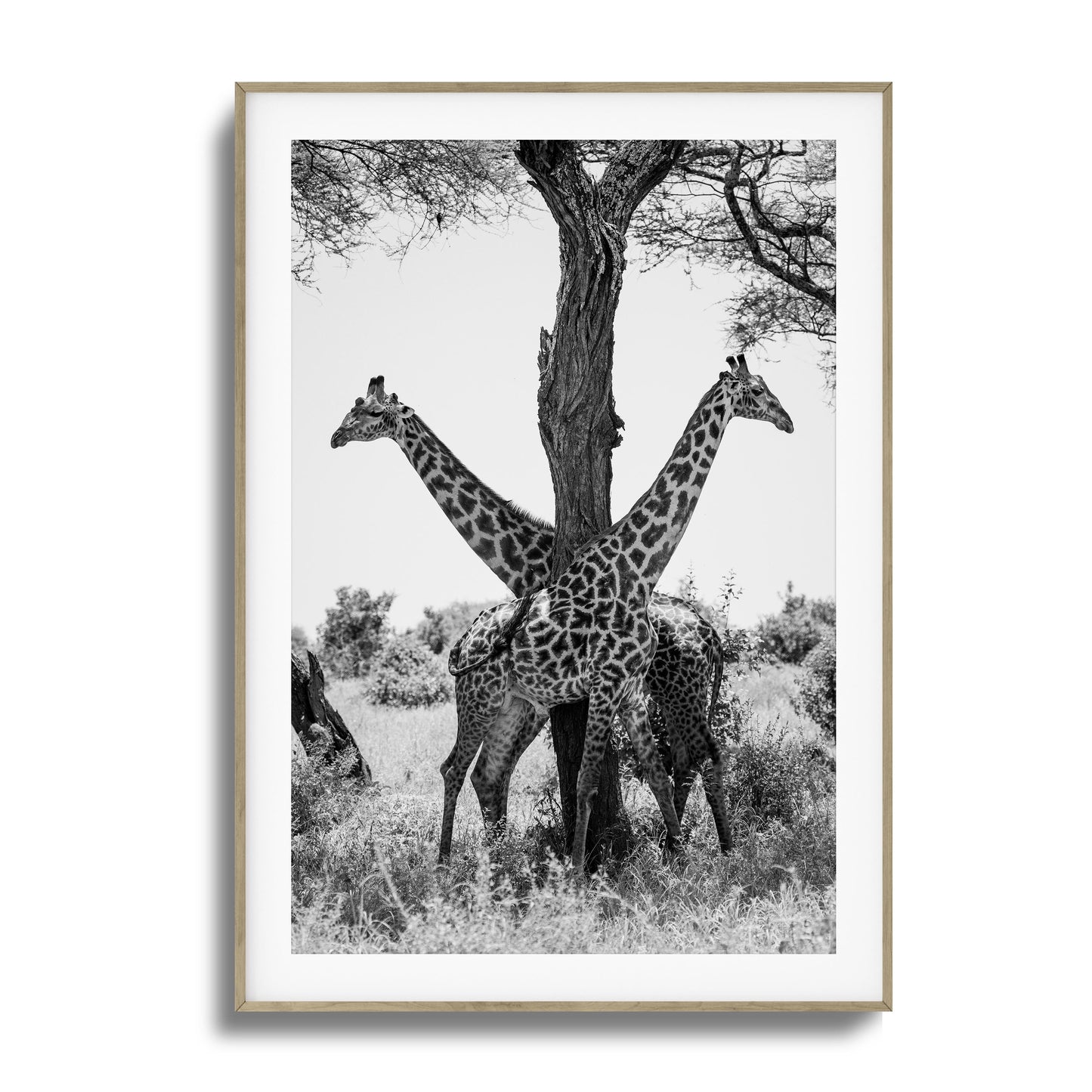 Giraffe Balance Framed Art