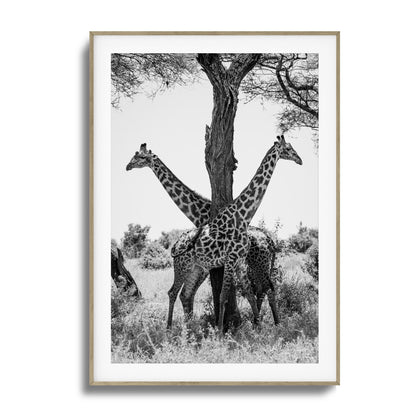 Giraffe Balance Framed Art