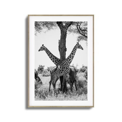 Giraffe Balance Framed Art
