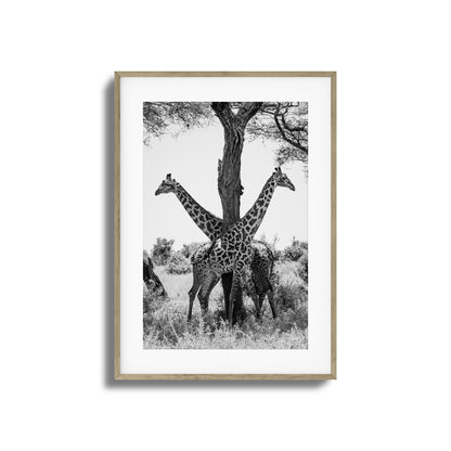 Giraffe Balance Framed Art