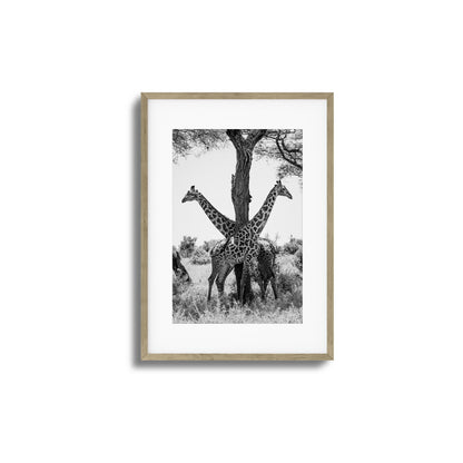 Giraffe Balance Framed Art