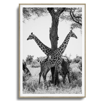 Giraffe Balance Framed Art