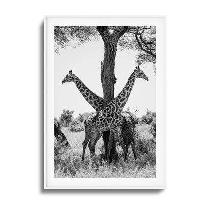 Giraffe Balance Framed Art