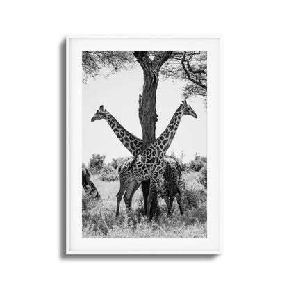 Giraffe Balance Framed Art
