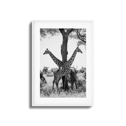 Giraffe Balance Framed Art
