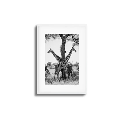 Giraffe Balance Framed Art