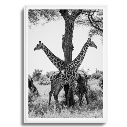 Giraffe Balance Framed Art
