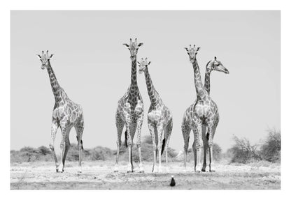 Giraffes Framed Art