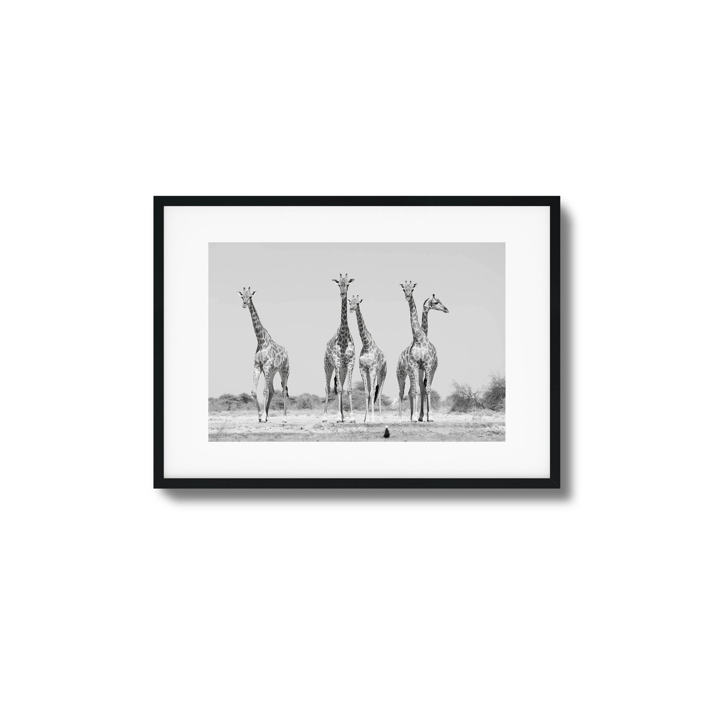 Black-and-white photo of four giraffes standing in the wild, framed artwork.