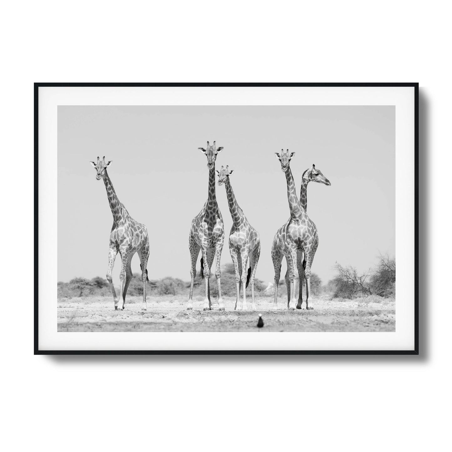 Black-and-white photo of four giraffes standing in the wild, framed artwork.