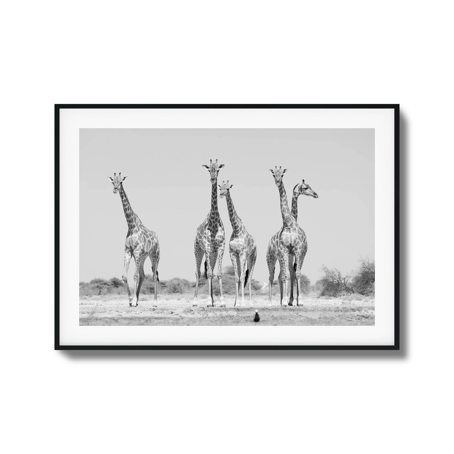 Black-and-white photo of four giraffes standing in the wild, framed artwork.