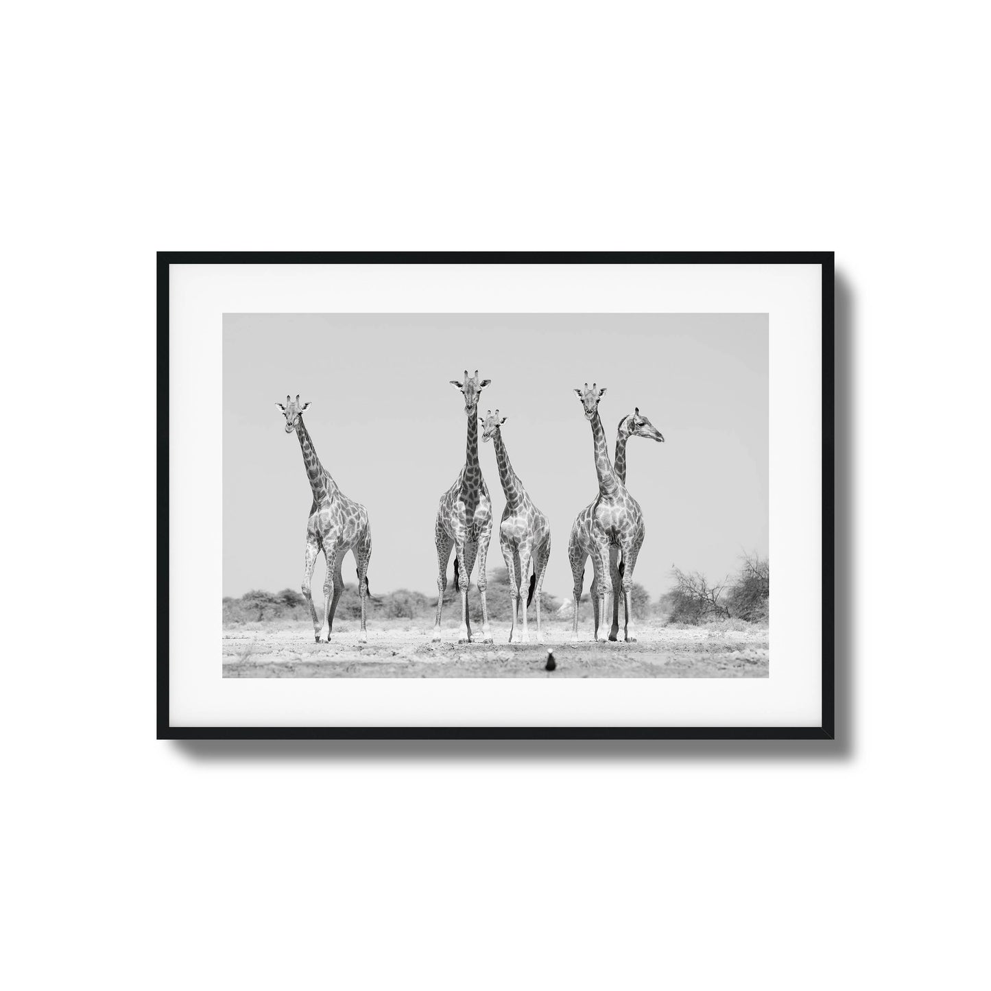 Black-and-white photo of four giraffes standing in the wild, framed artwork.