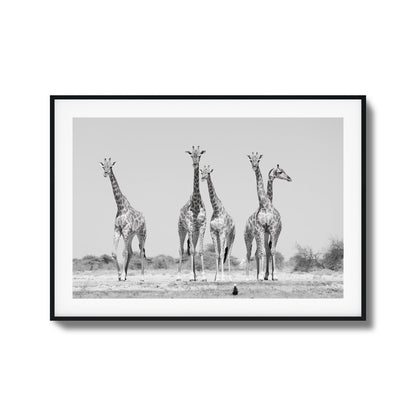 Giraffes Framed Art