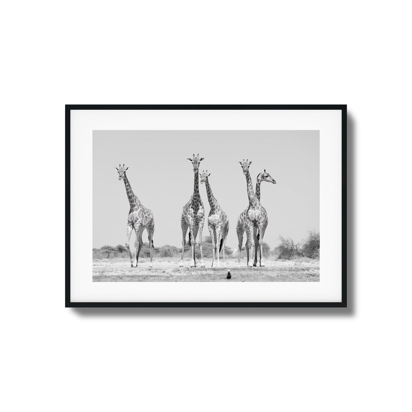 Giraffes Framed Art