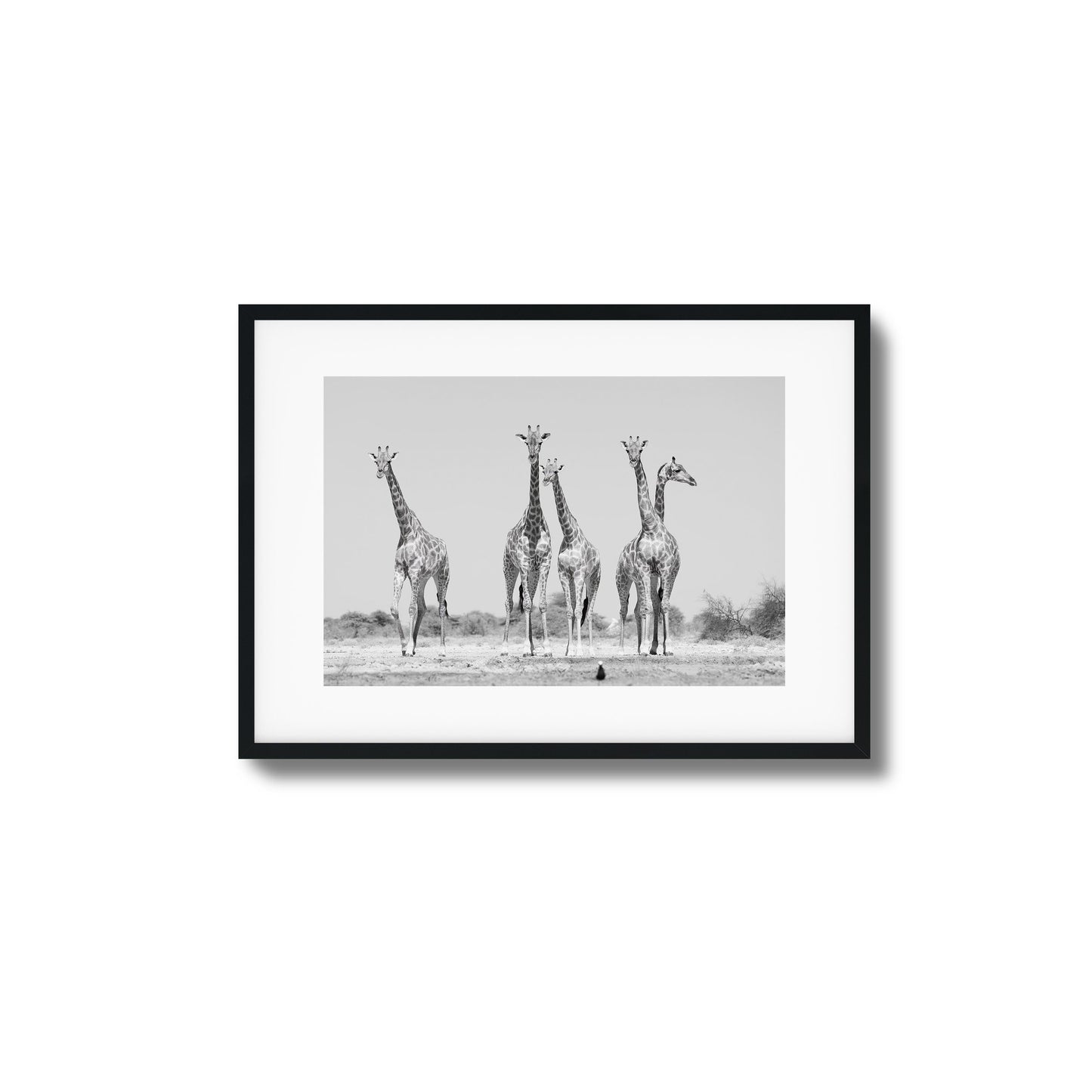 Giraffes Framed Art