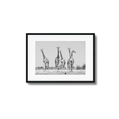 Giraffes Framed Art