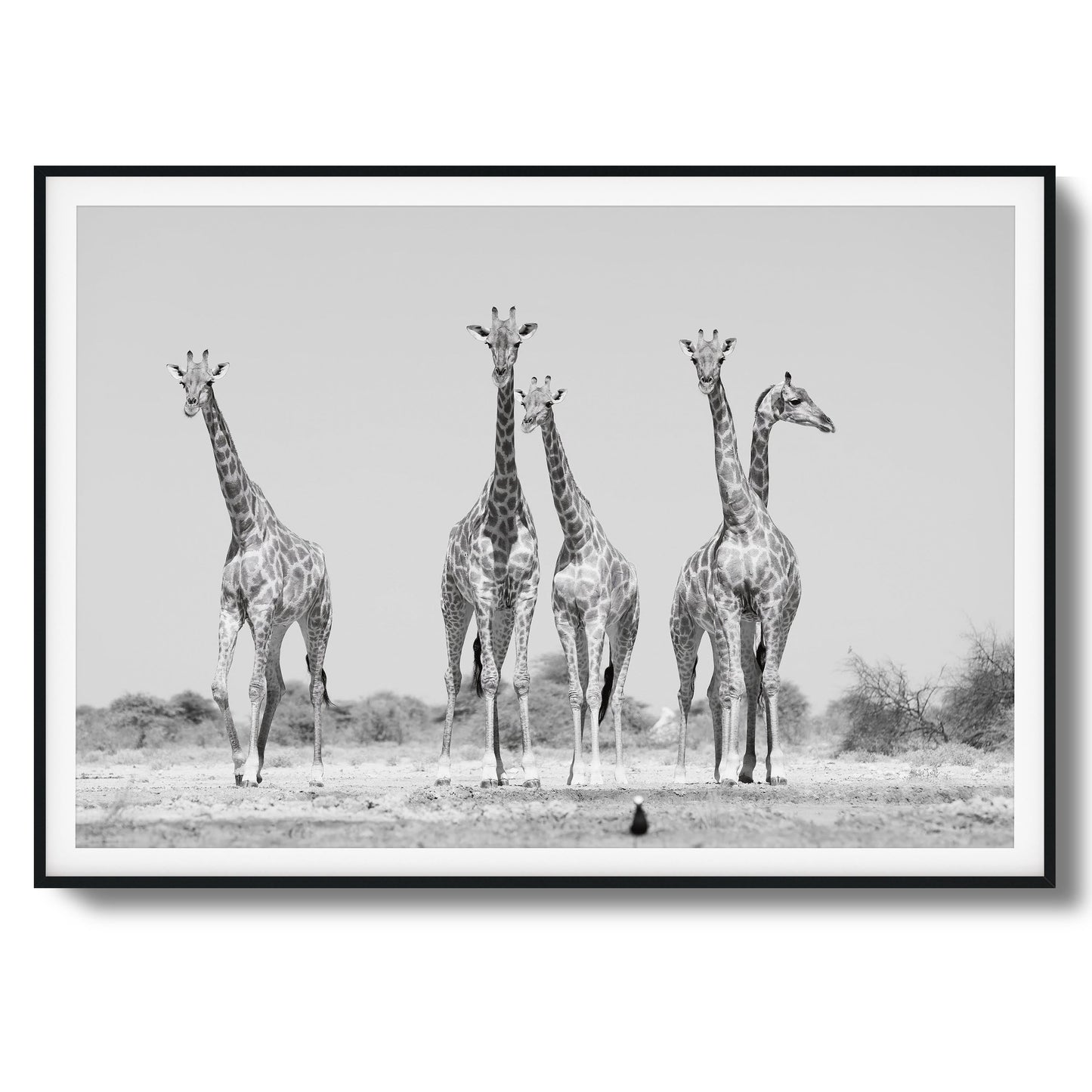 Giraffes Framed Art